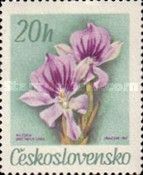 Miltonia spectabilis