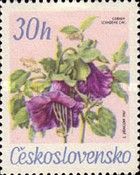 Cup and saucer vine (Cobaea scandens)