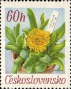 Glottiphyllum davisii L.Bol.