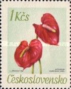 Anthurium andreanum Lindl