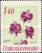 Dendrobium phalaenopsis Fitzg.