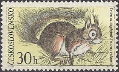 Eurasian Red Squirrel (Sciurus vulgaris)
