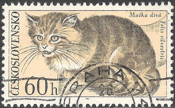 Wild Cat (Felis silvestris)