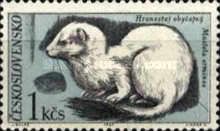 Stoat (Mustela erminea)