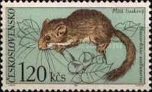 Hazel Dormouse (Muscardinus avellanarius)