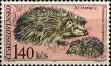 West European Hedgehog (Erinaceus europaeus)
