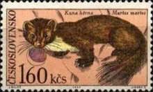 European Pine Marten (Martes martes)