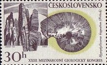 Ammonite (Hypophylloceras bizonatum)
