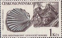 Fossil scallop (Chlamys gigas)