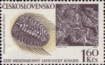 Trilobit Selenopeltis buchi buchi (Barrande)