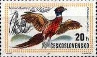 Common Pheasant (Phasianus colchicus)