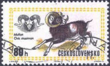 Mouflon (Ovis musimon)