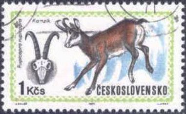 Chamois (Rupicapra rupicapra)