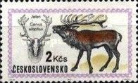 Red Deer (Cervus elaphus)