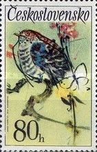 Common Cuckoo (Cuculus canorus)