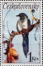Eurasian Magpie (Pica pica)