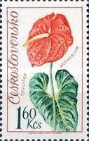 Anthurium