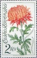 Chrysanthemum