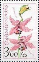 Cymbidium