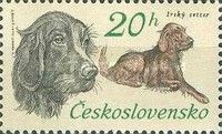 Irish Setter (Canis lupus familiaris)