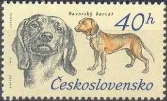 Bavarian Mointain Hound (Canis lupus familiaris)