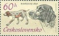 German Short-haired Pointer (Canis lupus familiaris)