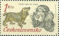 Cocker Spaniel (Canis lupus familiaris)