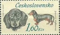 Dachshund (Canis lupus familiaris)