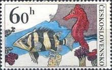 Finescale Tigerfish and Lined Seahorse