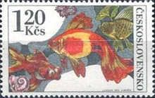Veil-tailed Goldfish (Carassius auratus)