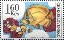 Butterflyfish and Orange Clownfish