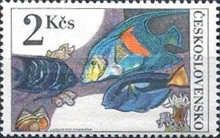 Semicircle and Yellow-tail Angelfish & Palette Surgeonfish