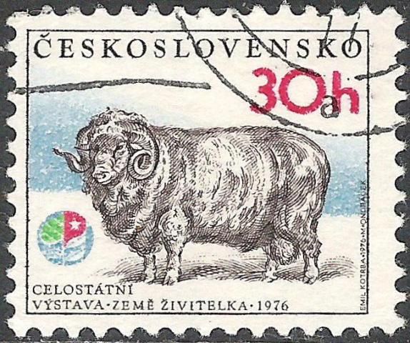Merino Ram (Ovis ammon aries)