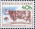 Berna-Hana Cow (Bos primigenius taurus)