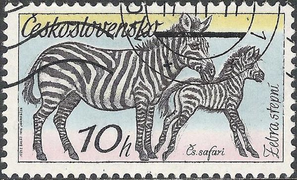 Plains Zebra (Equus quagga) and Foal