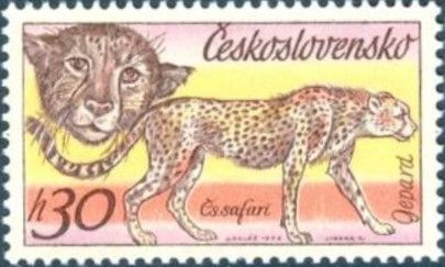 Cheetah (Acinonyx jubatus)