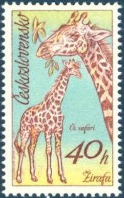 Giraffe (Giraffa camelopardalis) and Calf