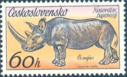 Black Rhinoceros (Diceros bicornis)