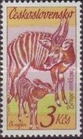 Bongo (Tragelaphus eurycerus) with Offspring