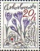 Crocus scepusiensis
