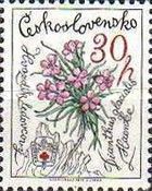 Dianthus glacialis