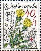 Alpine Hawkweed (Hieracium alpinum)