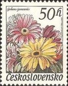 Gerbera jamesonii