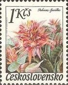 Aechmea fusciata