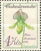 Slipper orchid (Paphiopedilum)