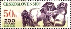 Western Gorilla (Gorilla gorilla)