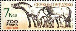 Przewalski’s Horse (Equus ferus przewalskii)