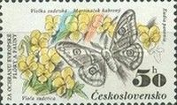 Emperor Moth and Mountain Pansy