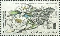 Edible Frog and Dwarf Waterlily