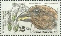 Red Crossbill (Loxia curvirostra) and Spruce Branch